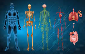 anatomia y fisiologia del cuerpo humano
